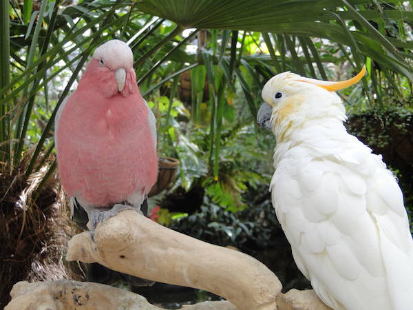 Avonturia de Vogelkelder